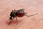 Mosquito, Culicidae