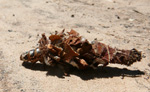 Echter Sackträger, Psychidae