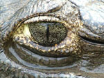 Caimán de anteojos o Yacaré (jakare hû), <i>Caiman yacare</i>