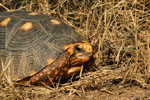 Tortuga de patas rojas (karumbe), <i>Chelonoidis carbonaria</i>