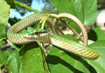 Ranera verde (mbói hovy o ñuaso), <i>Leptophis ahaetulla