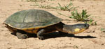 Tortuga acuática del Pantanal, <i>Acanthochelys macrocephala</i>