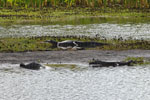 Yacare caimans, <i>Caiman yacare</i>