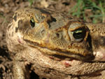 Sapo rococó o cururú (kururu), <i>Rhinella  schneideri</i>