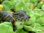 Yacare caiman, <i>Caiman yacare</i>