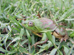 Rana patito o rana boyadora grande, <i>Pseudis paradoxa</i>