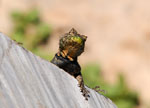 Spiny lava lizzard, <i>Tropidurus spinolosus</i>