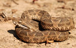 South American pit viper, <i>Bothrops neuwidii</i>