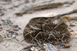 Cascabel (mbói chini), <i>Crotalus durissus terrificus</i>