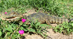 Caimán de anteojos o Yacaré (jakare hû), <i>Caiman yacare</i>