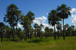 Campo palmar