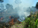 Fuego en el campo palmar