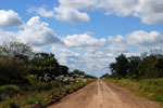 Dirt road with birds