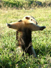 Collared anteater, <i>Tamandua tetradactyla </i>