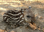 Flachlandtapir, <i>Tapirus terrestris</i>