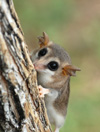 Mouse opossum, <i>Thylamys pusillus </i>