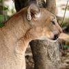 Puma (jaguapytã), <i>Puma conolor</i>