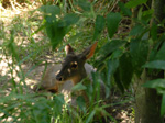 Venado o Corzuela parda (guasu vira), <i>Mazama gouazoubira</i>