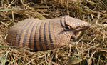 Six-banded armadillo, <i>Euphractus sexcinctus</i>