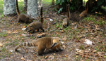 Coatí (koati), <i>Nasua nasua</i>