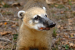 Coatí (koati), <i>Nasua nasua</i>