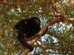 Mono aullador (karaja), <i>Alouatta caraya</i>