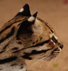 Ocelot, <i>Leopardus pardalis</i>