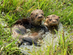 Lobito de río (lobo pe'i), <i>Lontra longicaudis </i>