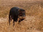 Pecarí labio blanco (tañí katí), <i>Tayassu pecari </i>