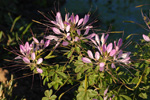 Wild spider flower, <i>Cleome tucumanensis</i>