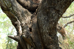 Algarrobo, <i>Prosopis alba</i>