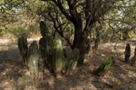 <i>Echinopsis rhodotricha</i>