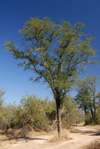 Palo santo, <i>Bulnesia sarmientoi</i>