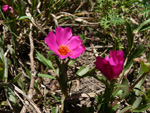 Portulacaceae <i></i>