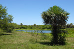 Carnauba wax palm, <i>Copernicia alba</i>