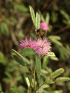 <i>Mimosa pudica</i>