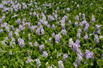 Wasserhyazinthe, <i>Eichhornia crassipes</i>