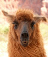 Llama