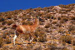 Guanako, <i>Lama guanicoe</i>