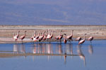 Flamencos, <i>Phoenicoparrus andinus</i>