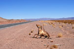 Von Sonne und Wind getrockter Esel