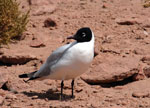 Andean gull, <i>Larus serranus</i>