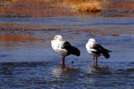 Andean goose, <i>Chloephaga melanoptera</i>