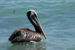 Pelikan, <i>Pelecanus thagus</i>