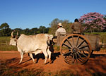 Traditional oxcart in Concepcion