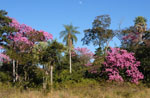 Lapachoblüte am Rio Aquidaban