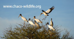 www.chaco-wildlife.org